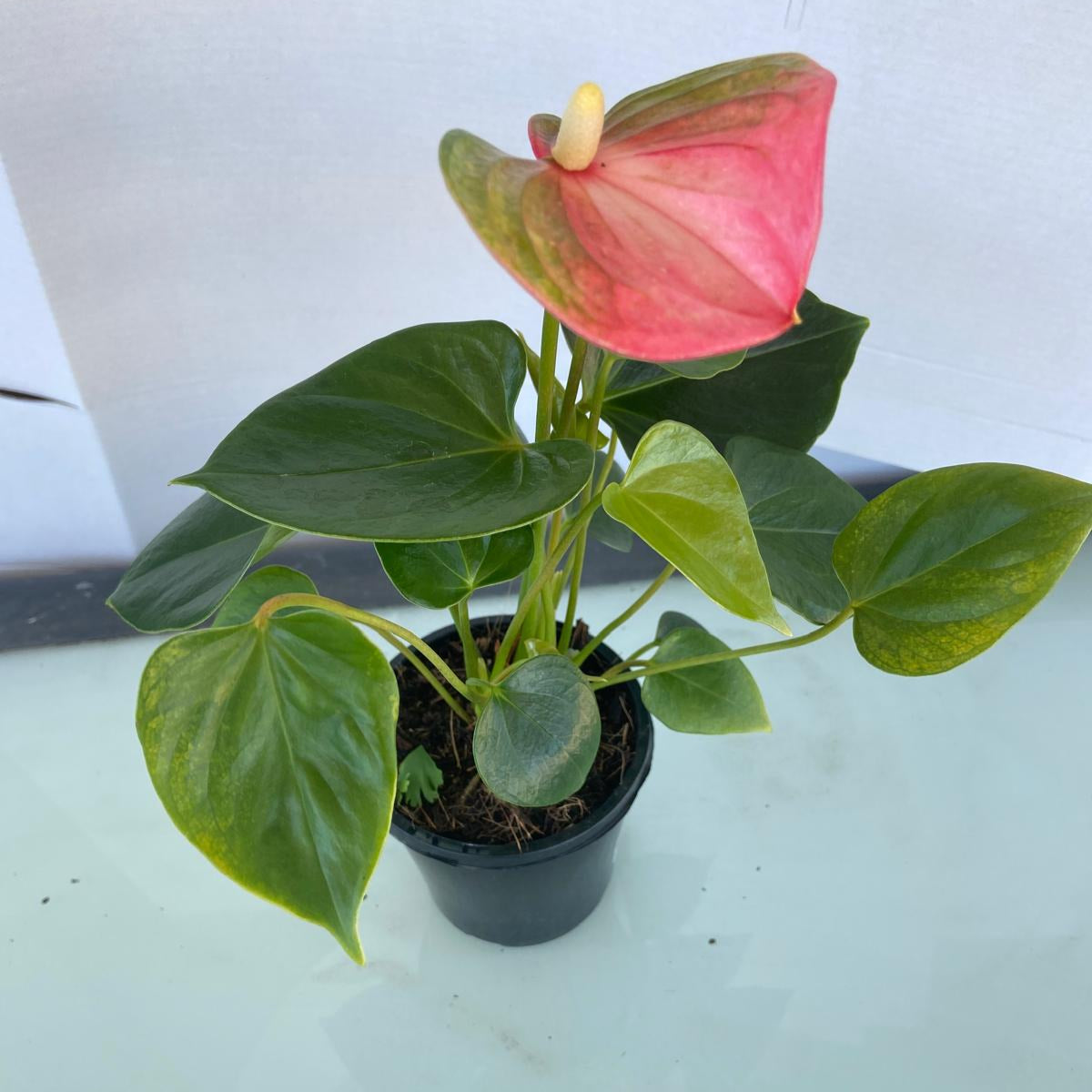 Anthurium Emma live indoor plant in 100mm pot