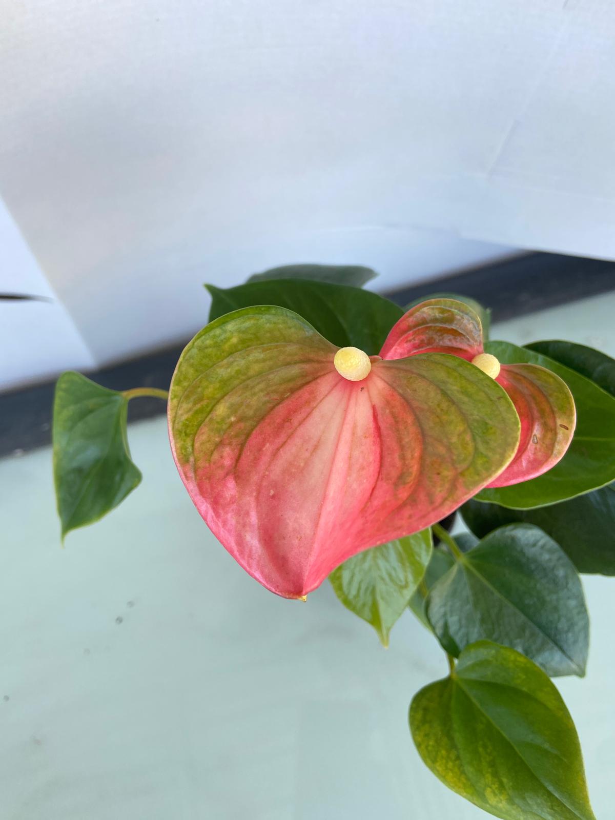 Ideal light placement for Anthurium Emma