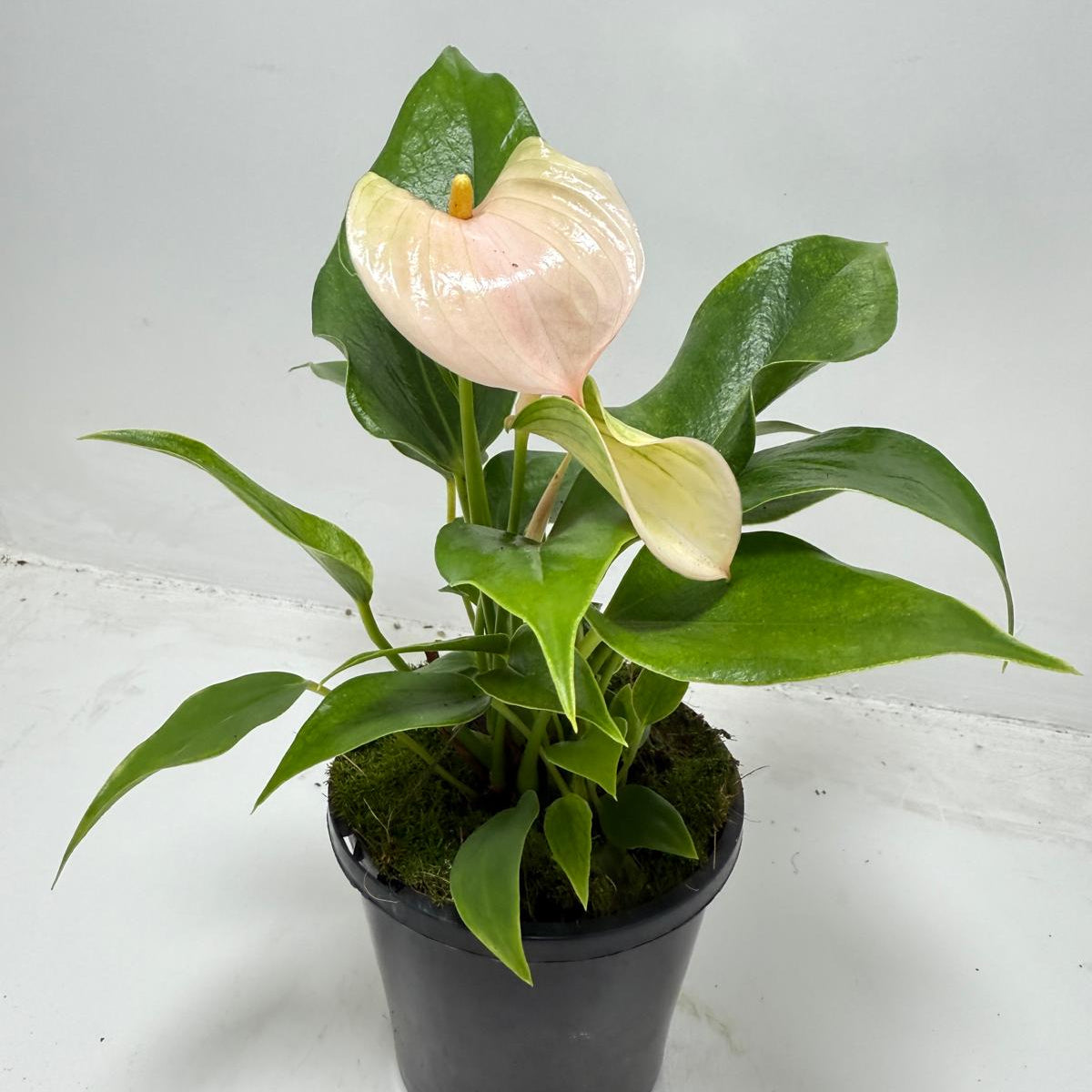 Anthurium Jolie Peach – Elegant Compact Peach Blooming Houseplant | 100mm My Store