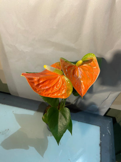 Anthurium Prince of Orange plant supplied in a 100mm nursery pot