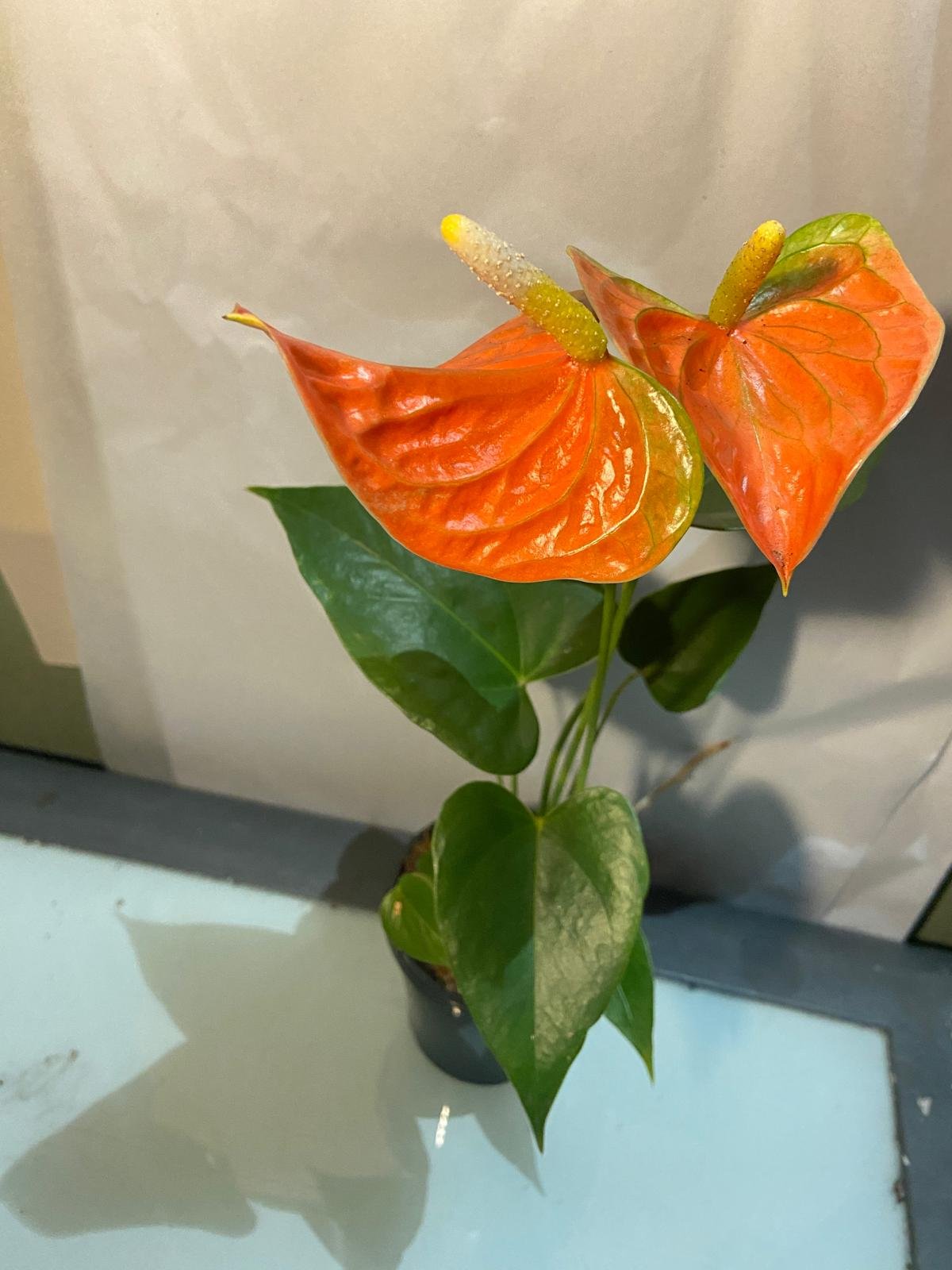 Close-up of Anthurium Prince of Orange foliage with colourful leaf transitions