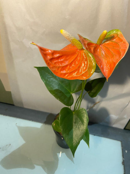 Close-up of Anthurium Prince of Orange foliage with colourful leaf transitions