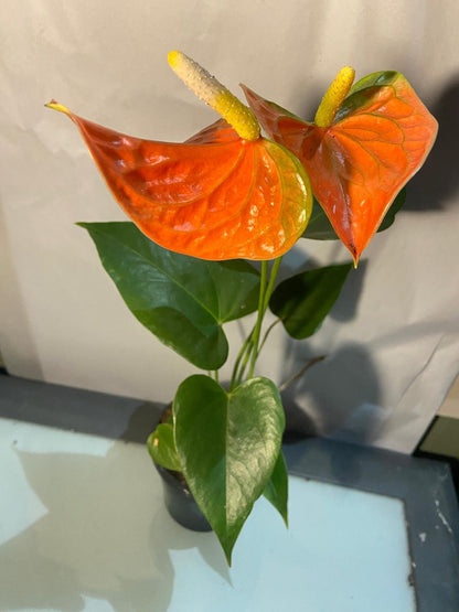 Anthurium Prince of Orange showing bright orange new leaves before maturity