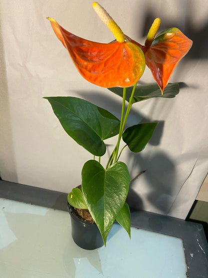 Tropical Anthurium Prince of Orange houseplant growing in a container