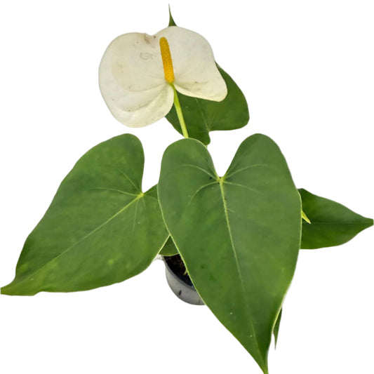 Anthurium Samora White indoor plant with white flowers and glossy green leaves