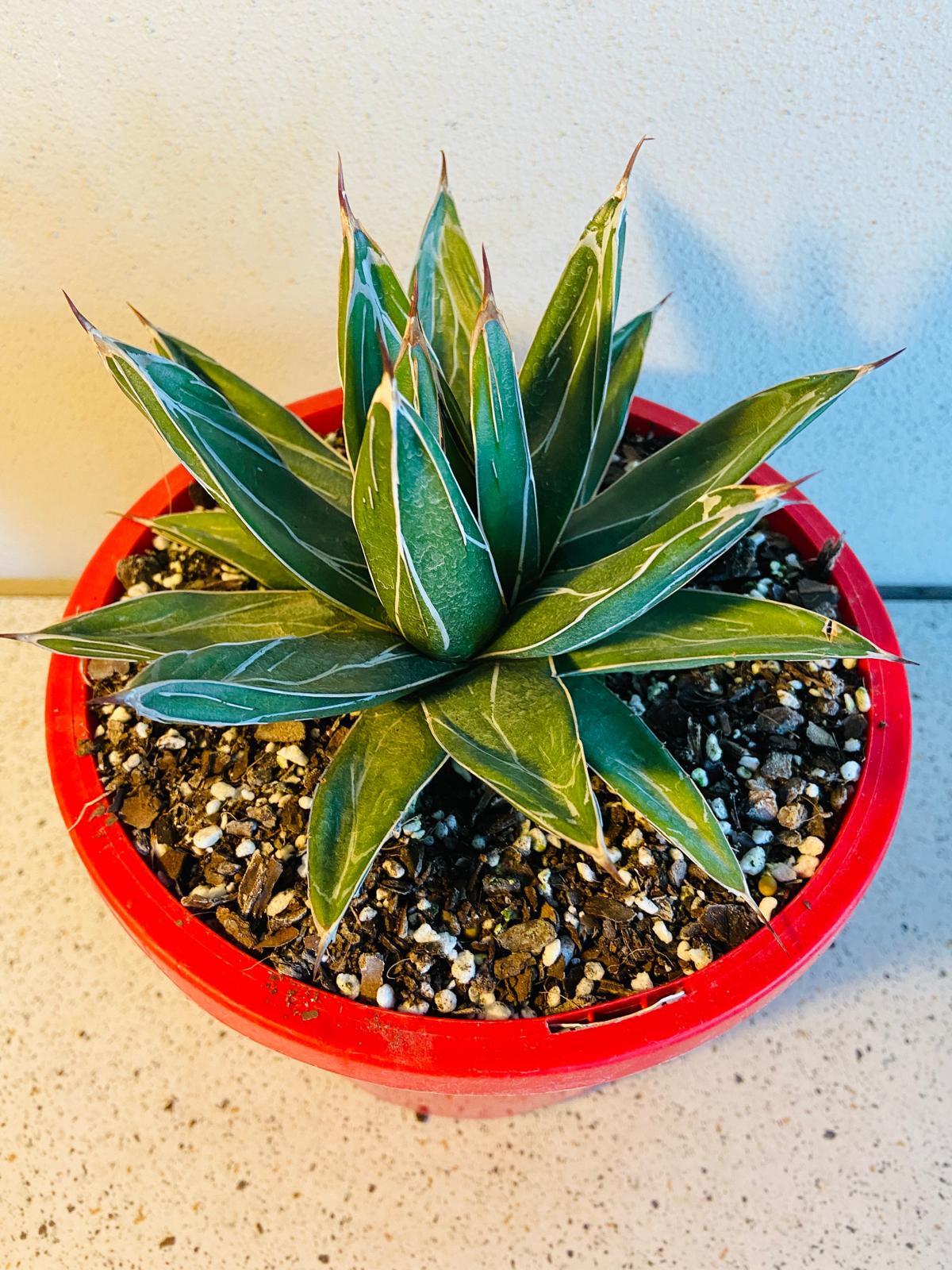 Architectural Queen Victoria Agave for modern gardens