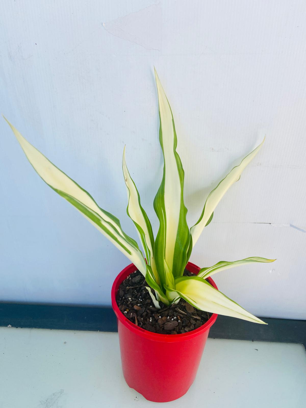 Architectural variegated succulent with broad sword-like leaves and bold cream margins.