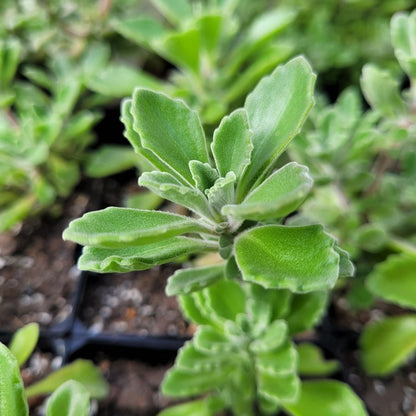Aromatic Vicks Plant with velvety green foliage