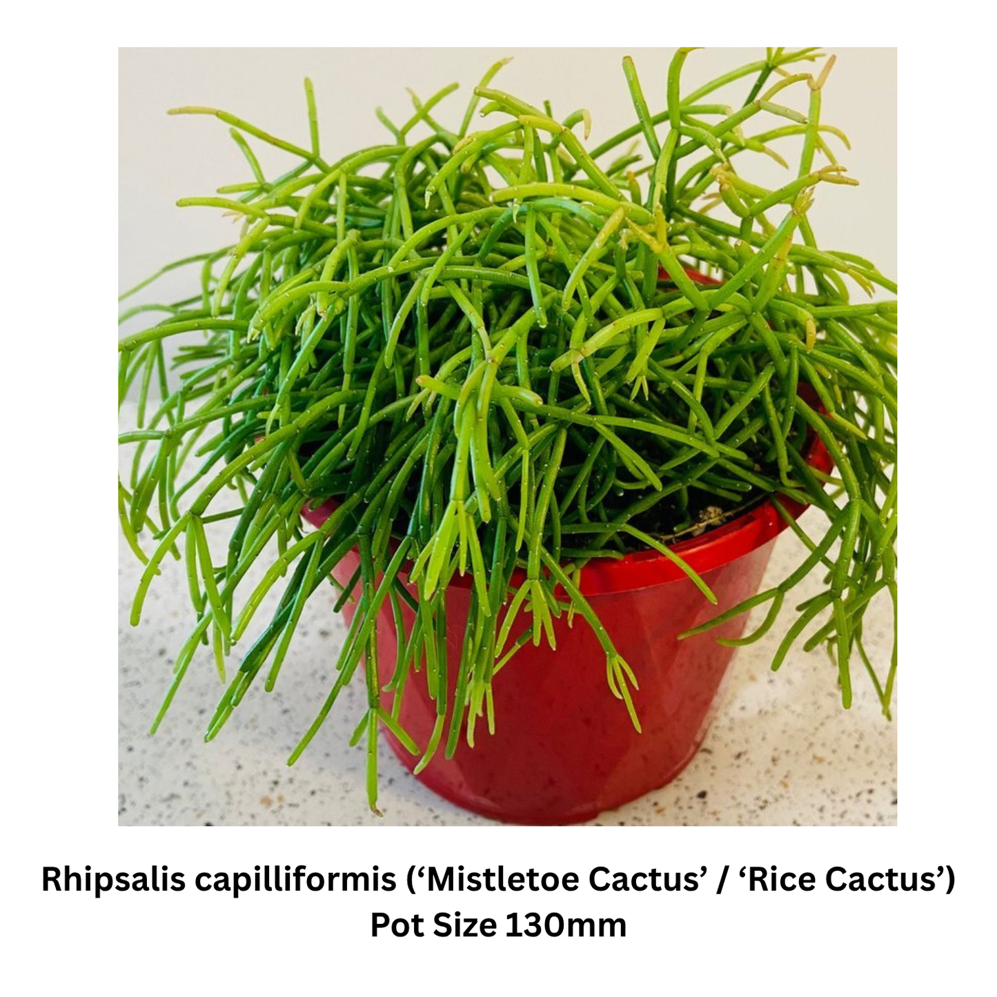 Mixed Rhipsalis plants ideal for bright indoor spaces and shaded patios in Australia.