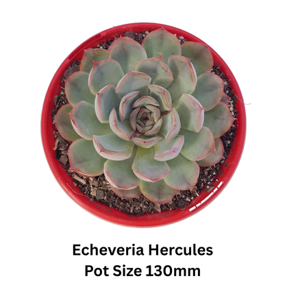 Mixed rosette-forming Echeveria varieties suitable for modern gardens and containers.