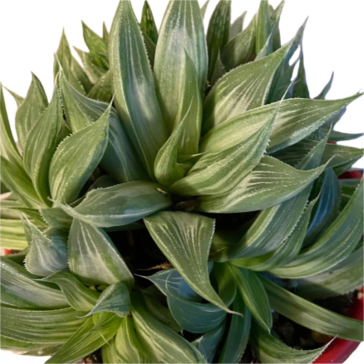 Haworthia ‘Variegated’ succulent with cream and green leaves