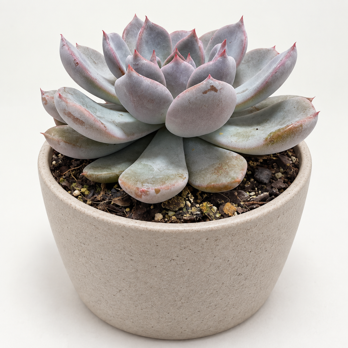 Echeveria ‘Oberon’ – Pastel Pink & Lilac Rosette Succulent Succulents World