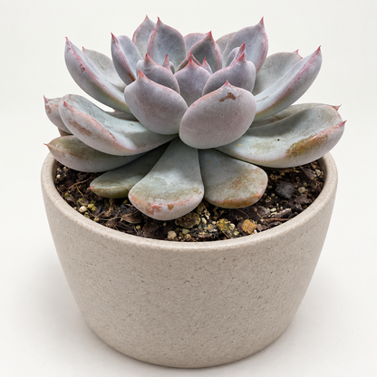 Echeveria ‘Oberon’ – Pastel Pink & Lilac Rosette Succulent Succulents World