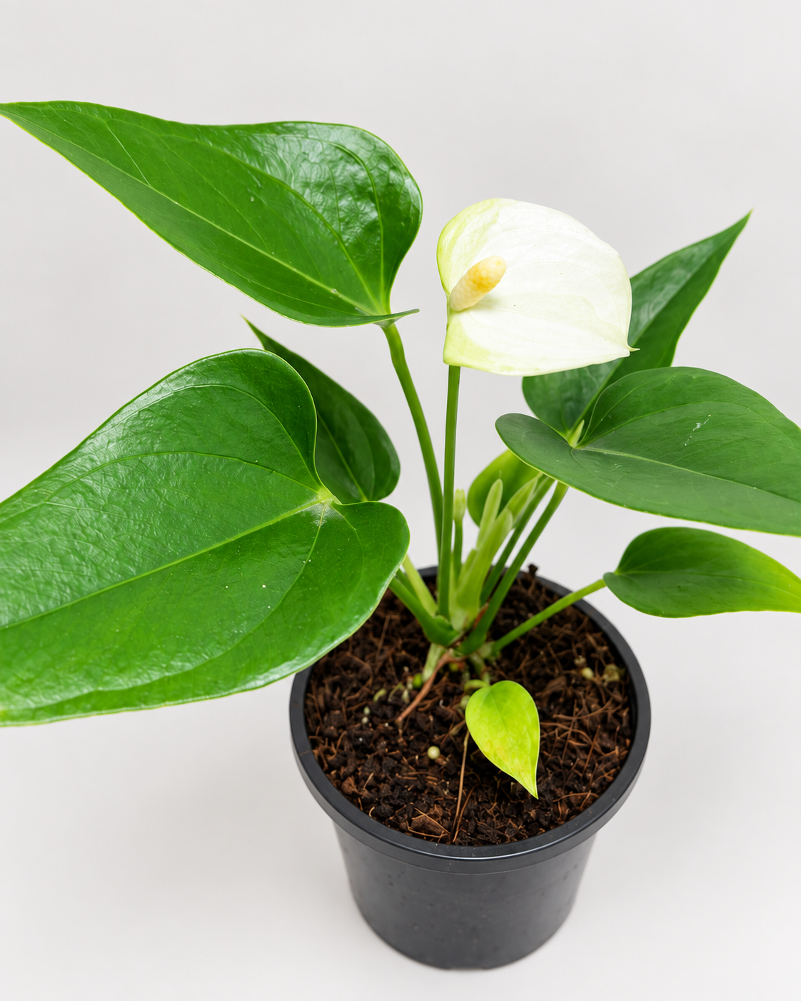 Anthurium Alpine – Elegant White Flowering Indoor Plant Succulents World
