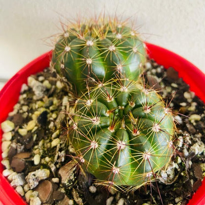 Close up of Parodia ottonis showing ribs and golden white spines