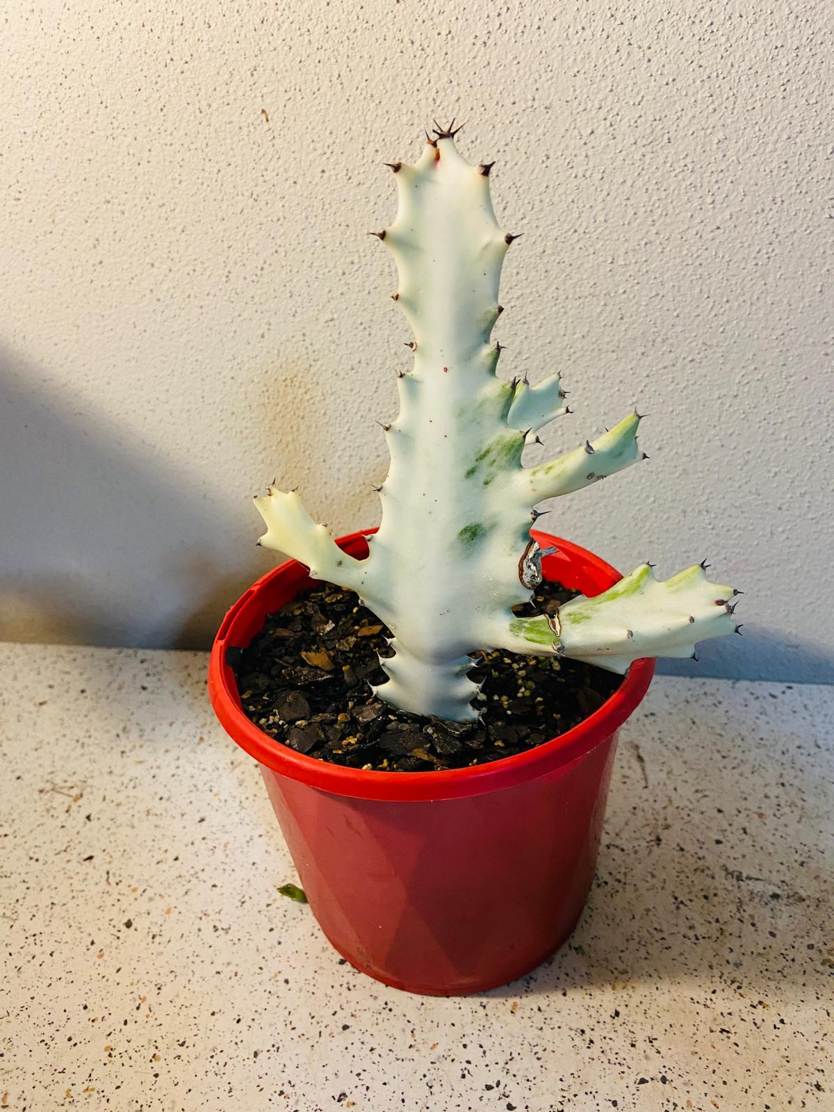 Bare-root Euphorbia lactea ‘Ghost’ prepared for shipping with unique variegated shape