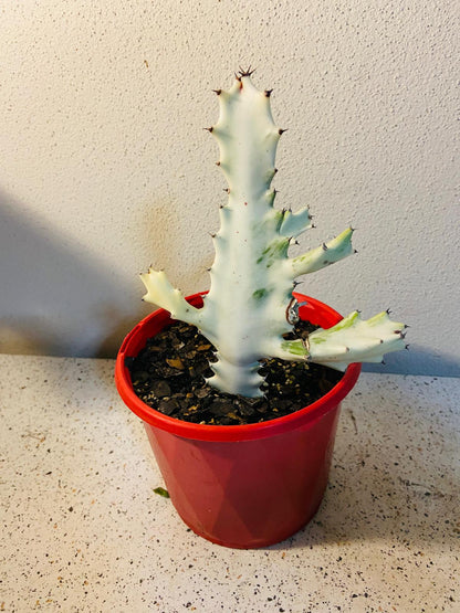 Bare-root Euphorbia lactea ‘Ghost’ prepared for shipping with unique variegated shape