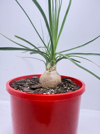ponytail palm caudex Beaucarnea Stricta – Succulents World