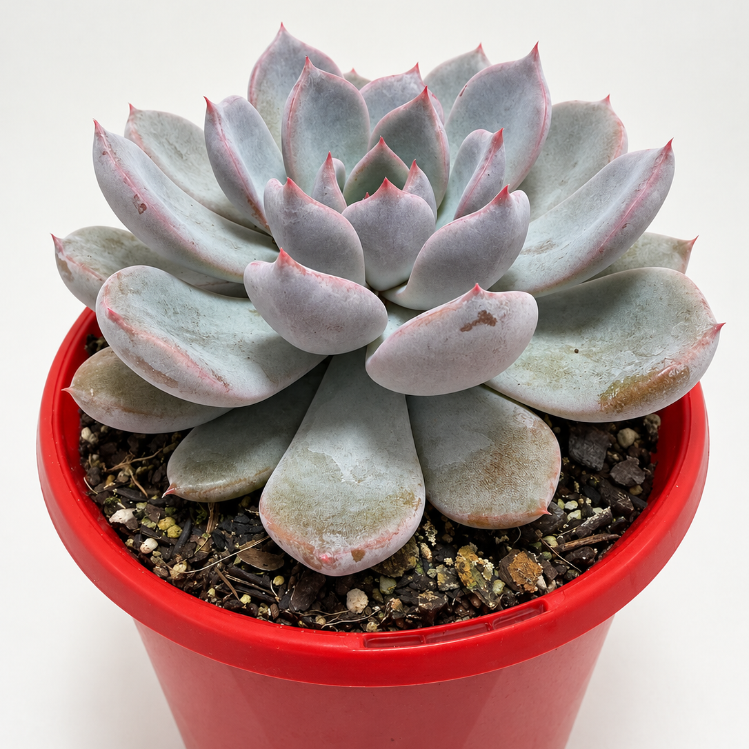 Echeveria ‘Oberon’ – Pastel Pink & Lilac Rosette Succulent Succulents World