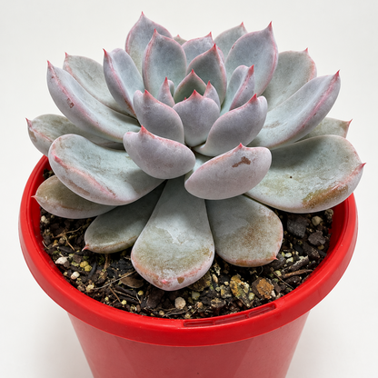 Echeveria ‘Oberon’ – Pastel Pink & Lilac Rosette Succulent Succulents World