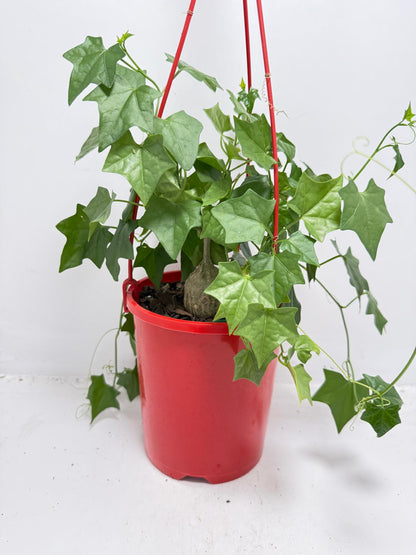 Bigfoot Plant showing its unique caudiciform growth habit