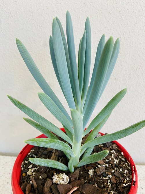 Blue Chalk Sticks succulent showing long finger-like leaves with a soft powdery finish