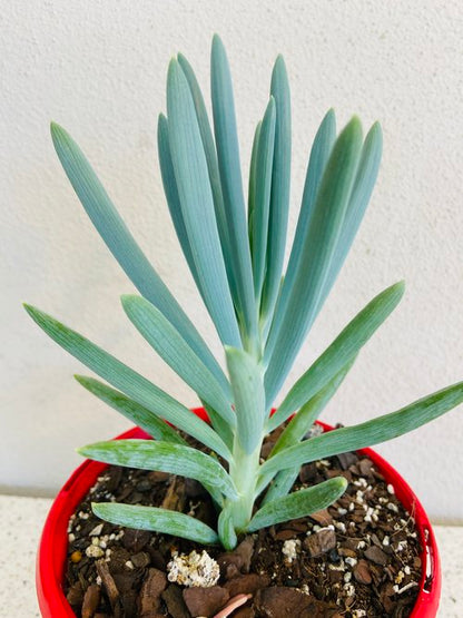 Blue Chalk Sticks succulent showing long finger-like leaves with a soft powdery finish