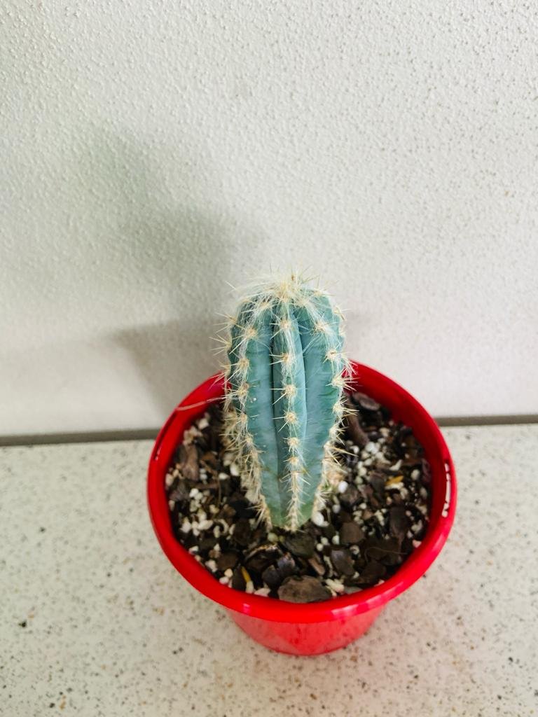 Pilocereus cactus growing as an architectural feature plant