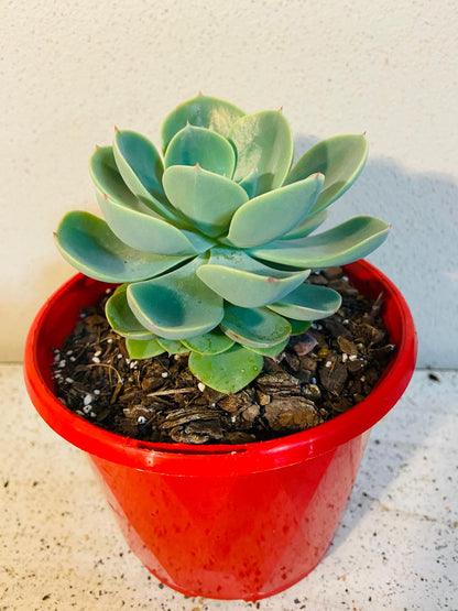 Blue Rose Echeveria succulent plant with thick spoon-shaped leaves