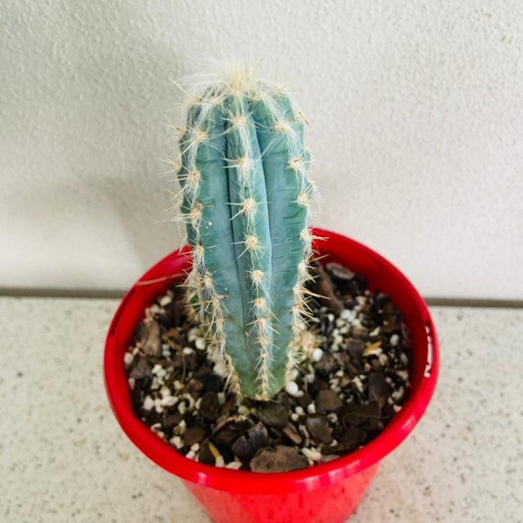 Close-up of Pilosocereus cactus showing golden spines and woolly areoles
