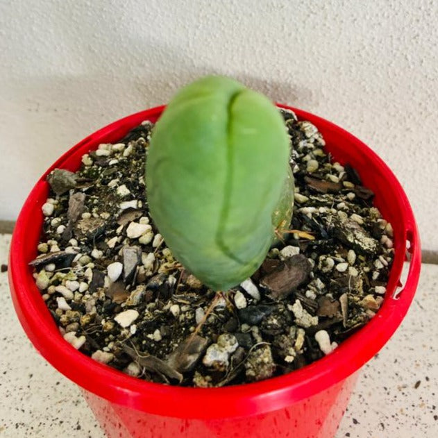 Bridgesii Monstrose cactus growing in a 130mm nursery pot
