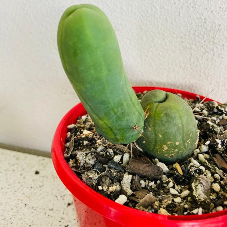 Blue-green Bridgesii Monstrose cactus with unique architectural growth