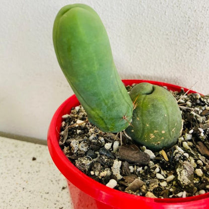 Blue-green Bridgesii Monstrose cactus with unique architectural growth