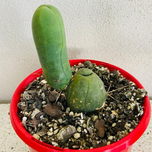 Bridgesii Monstrose cactus showing its unusual twisted sculptural growth form