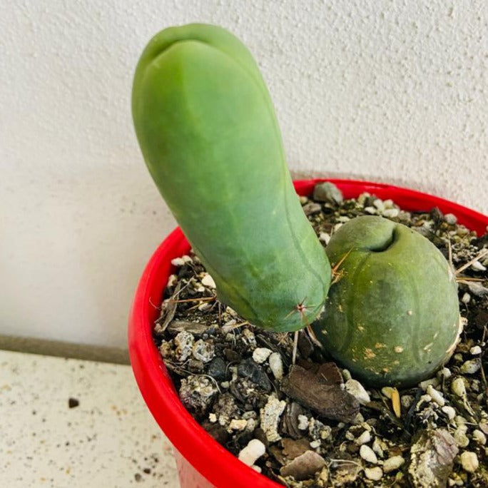 Close-up of Bridgesii Monstrose cactus with knotted stems and irregular ridges