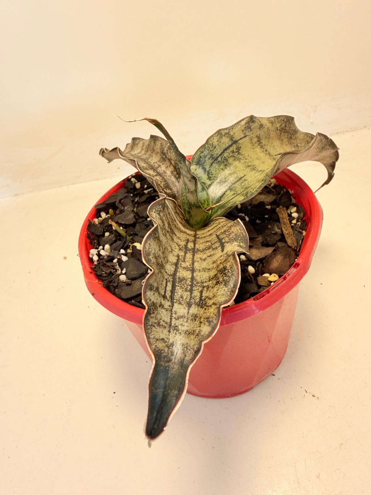Bronze Snake Plant growing indoors with compact rosette foliage