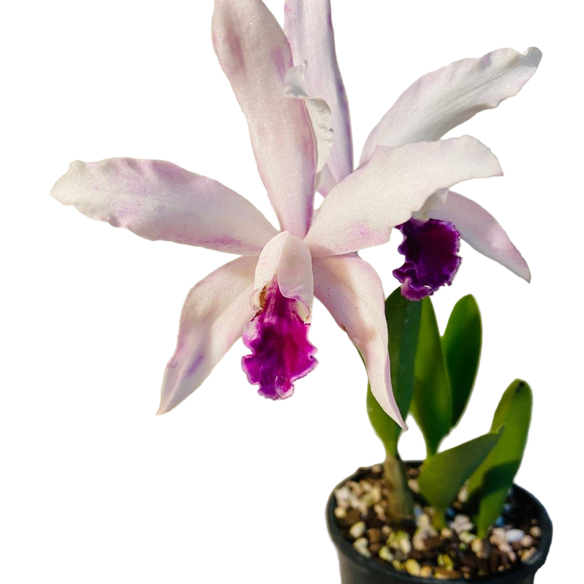 C Poem Topaz Sonnet succulent