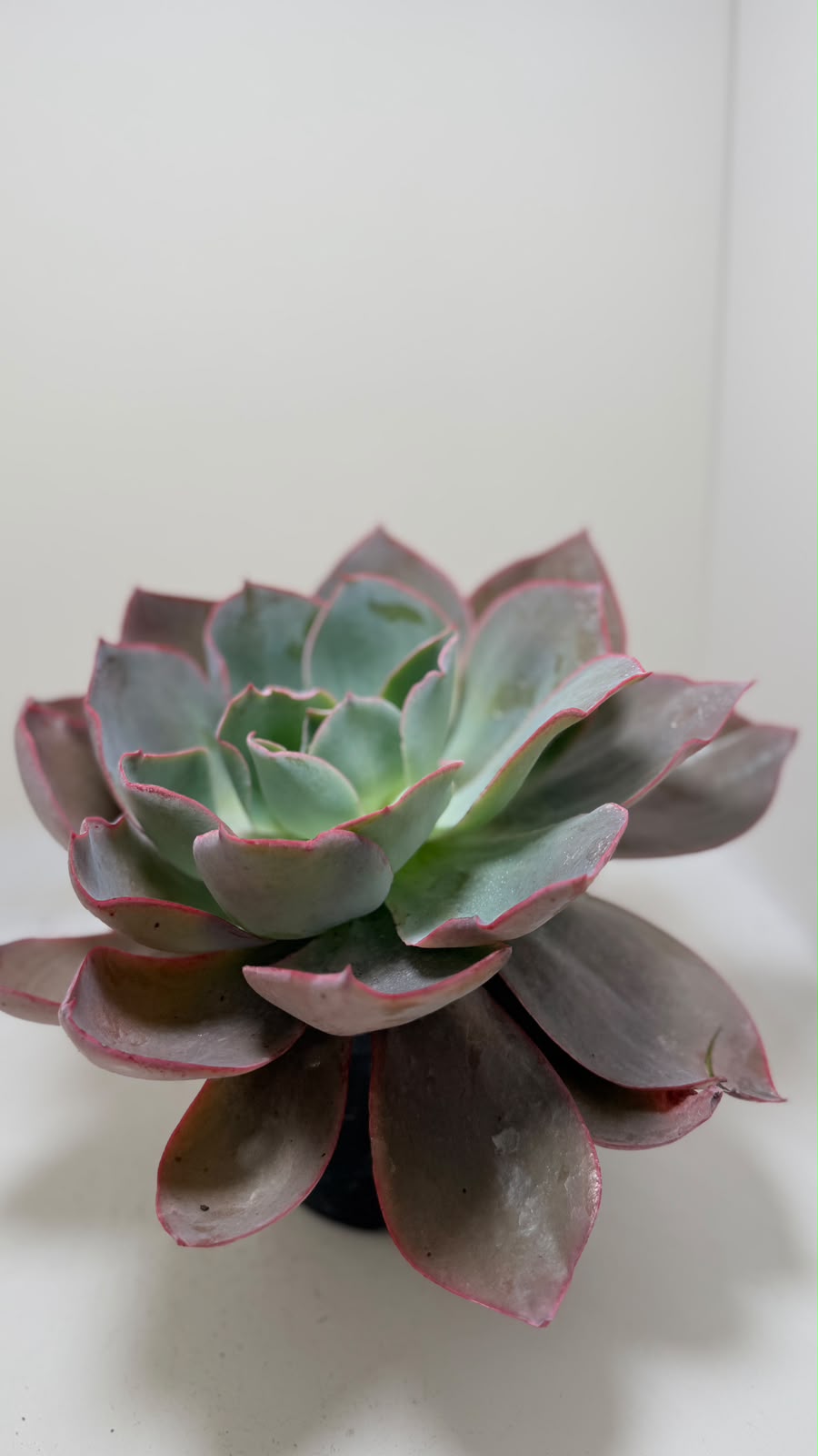 Echeveria Purple Afterglow ; Succulent with Vivid Purple Edges My Store
