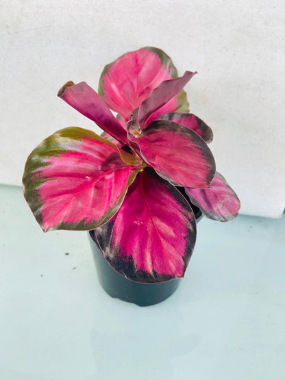 Calathea Crimson Black growing in a nursery pot with dark foliage and rich crimson leaf undersides.
