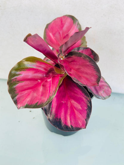 Close-up of the velvety leaves showing the deep green surface and crimson-purple undersides.