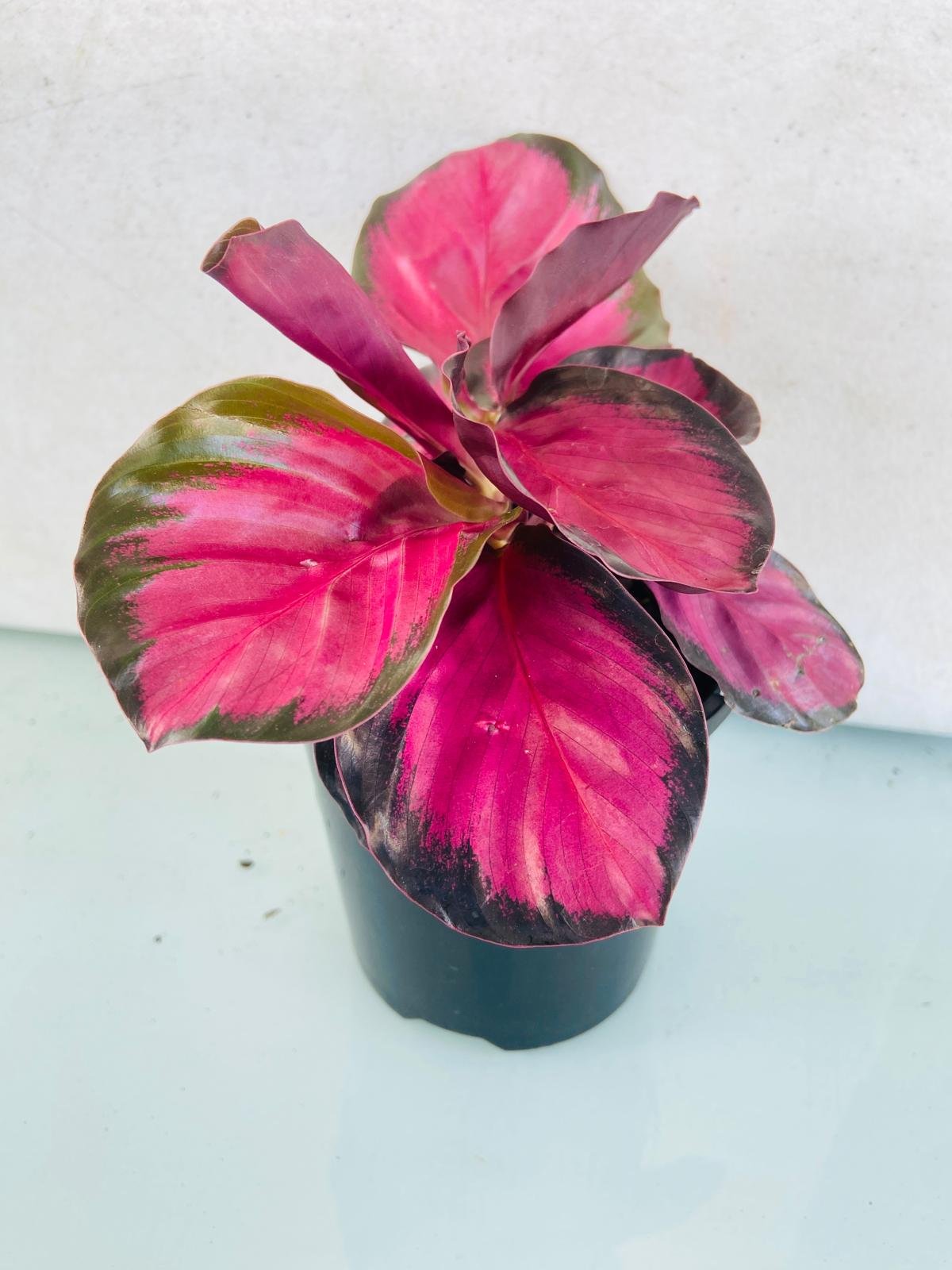 Healthy Calathea Crimson Black displayed as an elegant indoor foliage plant.