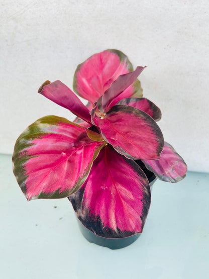 Potted Calathea Crimson Black adding colour and texture to an indoor living space.