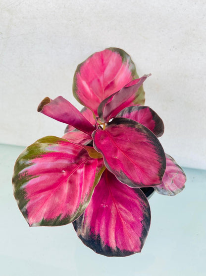 Indoor Calathea with dramatic dark foliage and colourful crimson leaf undersides.