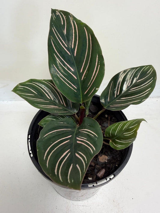 Calathea ornata Pinstripe Calathea with dark green leaves and pink striped patterns