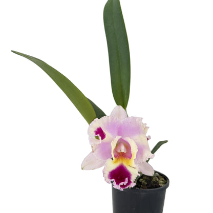 Close-up view of Cattleya Goldenzelle orchid blooms showing colourful patterns