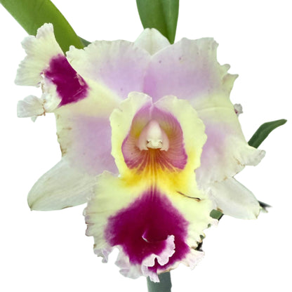 Cattleya Goldenzelle Egg Nong × Lc. Maris Song orchid hybrid foliage and flowers