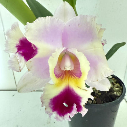 Cattleya Goldenzelle orchid hybrid plant available for orchid collectors in Australia