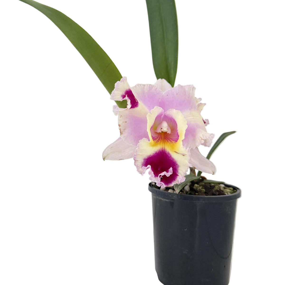 Cattleya Goldenzelle Egg Nong × Lc. Maris Song orchid with vibrant tropical flowers