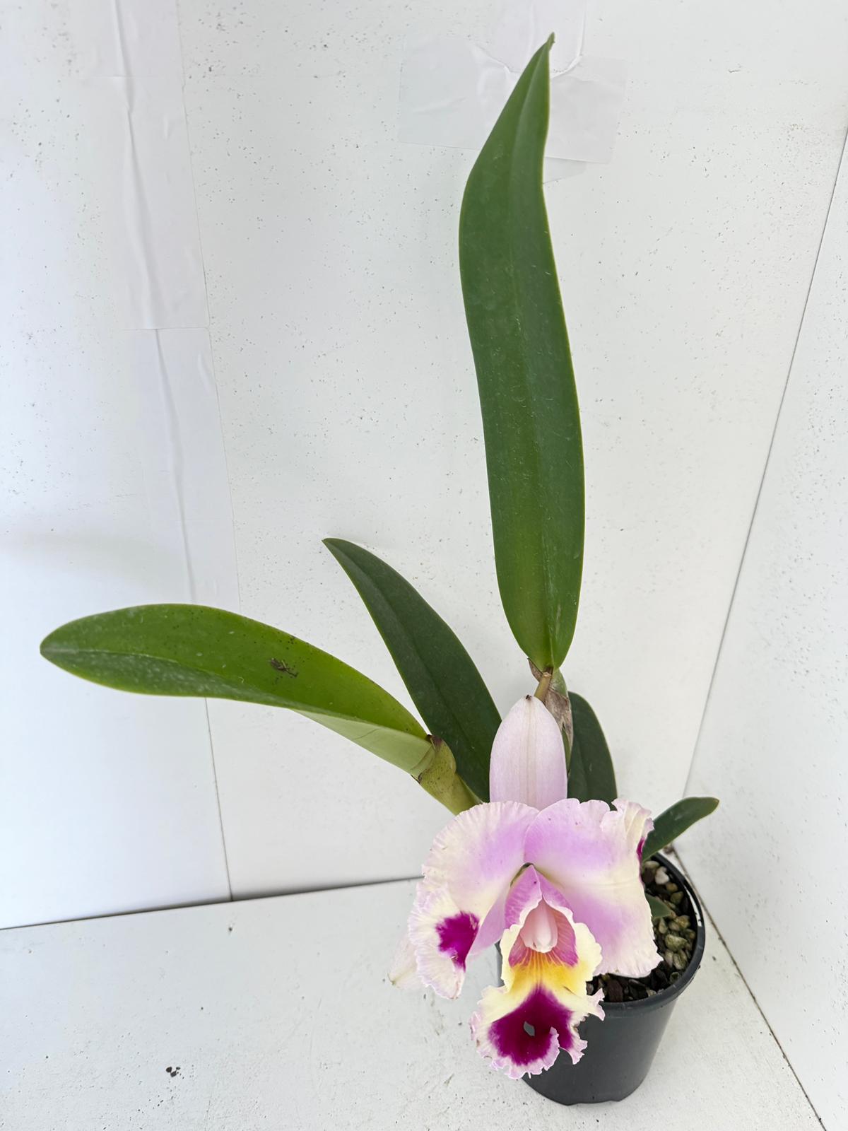 Cattleya Goldenzelle orchid supplied in a 100mm diameter plant container