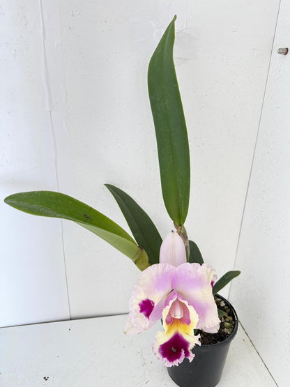 Rare Cattleya orchid hybrid growing as a collector indoor plant